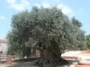 Olive tree of Vouves